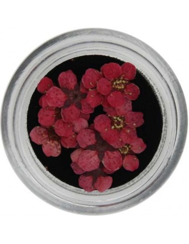 Fiori Secchi Colorati - NATURAL DRIED FLOWER - 5523-407
